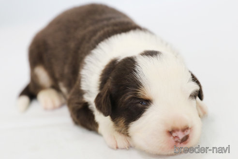 成約済の神奈川県のボーダーコリー-319175の9枚目